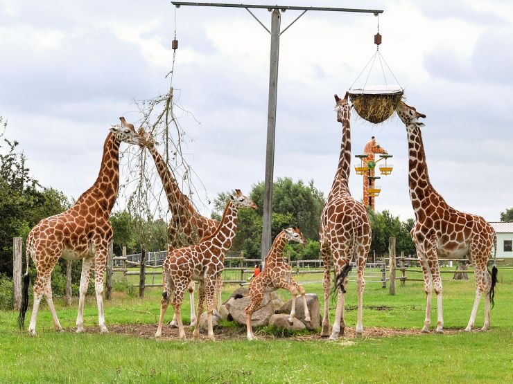 Foto: Jaderpark, Giraffen